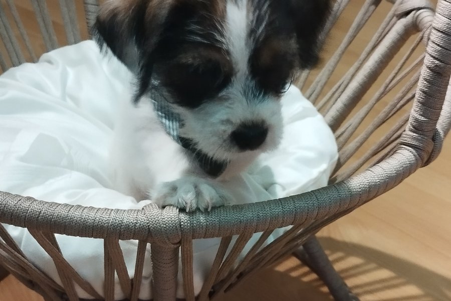 Jack tzu 2