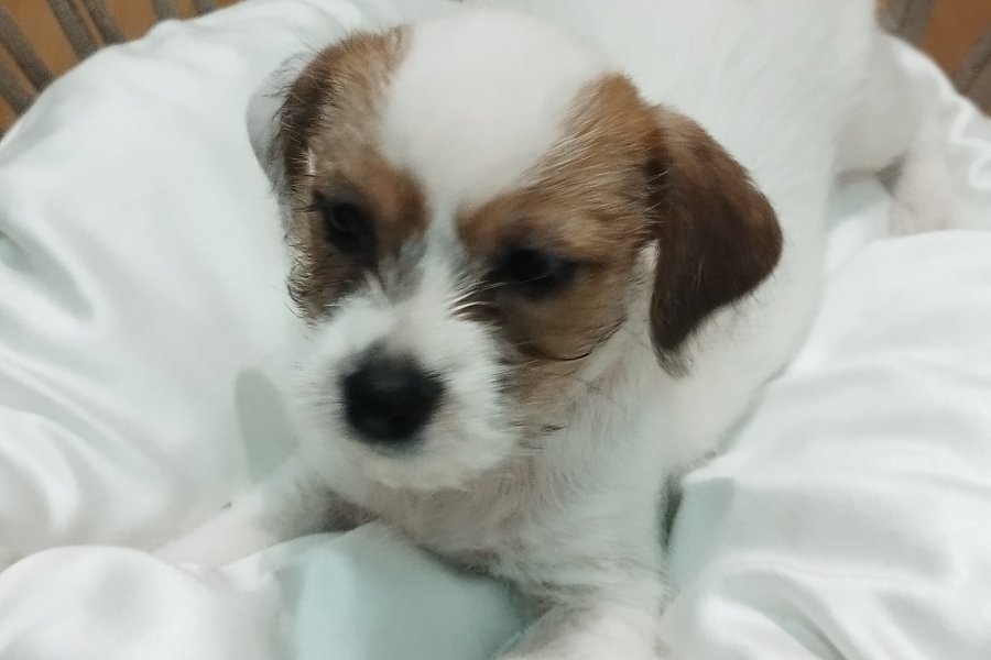 Jack tzu 1