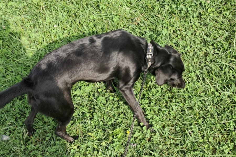 Oyuncu Labrador Retriever Kızımız Yuva Arıyor 1