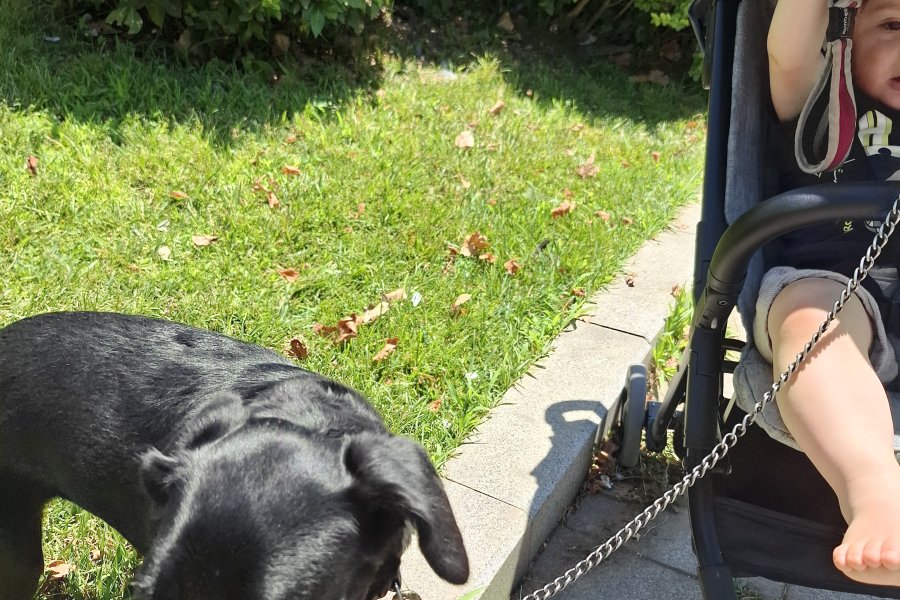 Oyuncu Labrador Retriever Kızımız Yuva Arıyor 2