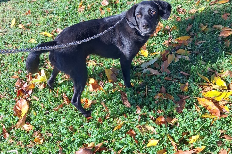 Oyuncu Labrador Retriever Kızımız Yuva Arıyor 3
