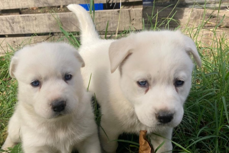 Beyaz Husky yavrusu 2 aylık 1