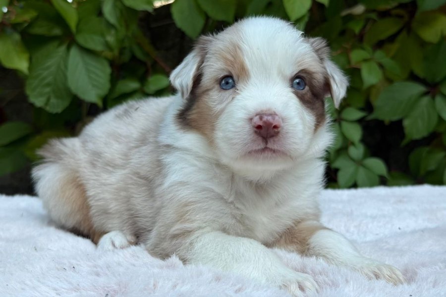 Bordercollie 2