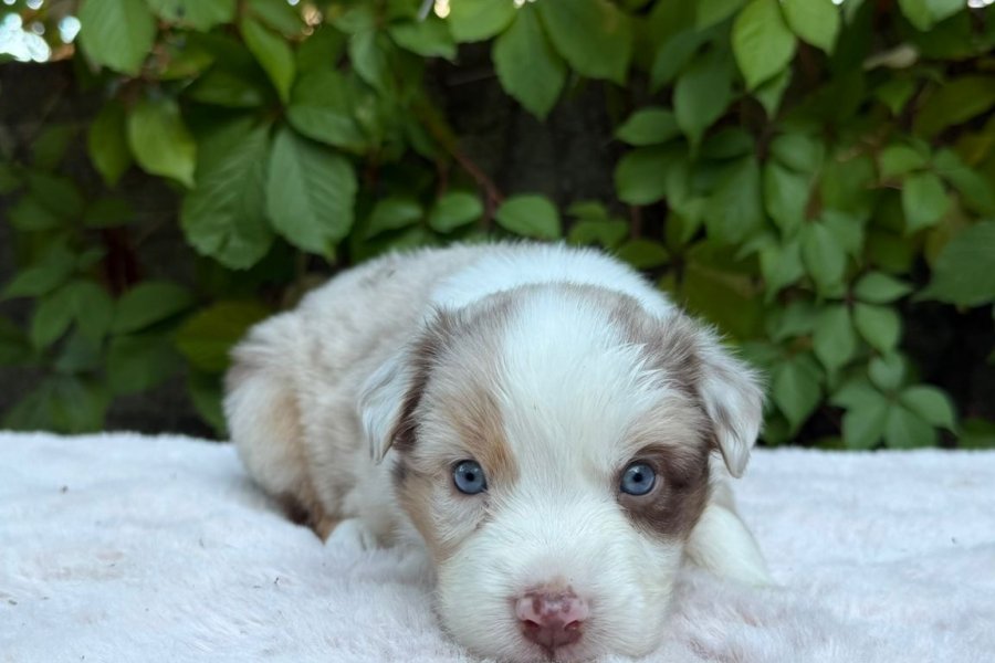 Bordercollie 1