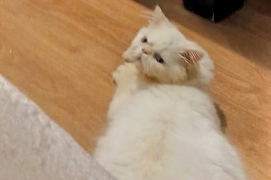 Ömürlük yuva arıyorum 1