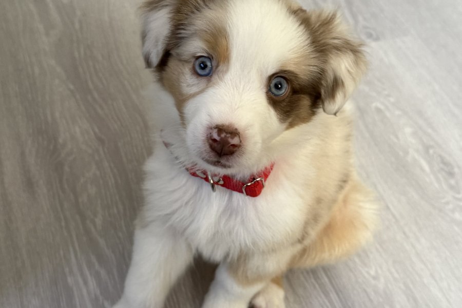 Bordercollie 3
