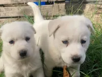Beyaz Husky yavrusu 2 aylık