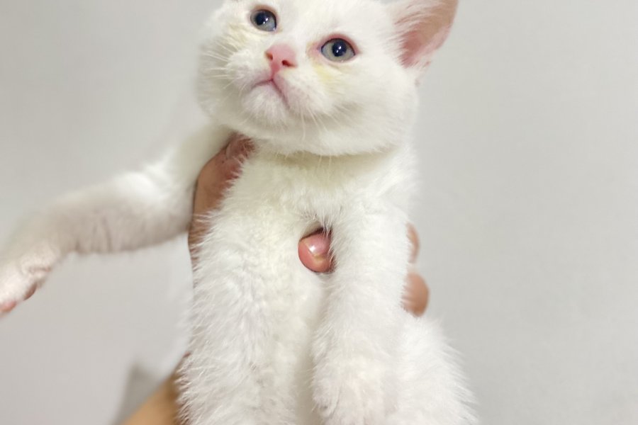 British shorthair kar beyaz kuzu 1