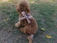 Toy poddle aşıları tam erkek 7 aylık