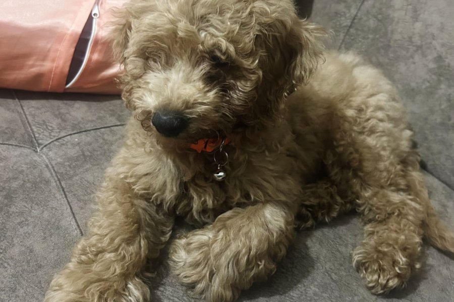 Toy poodle 2