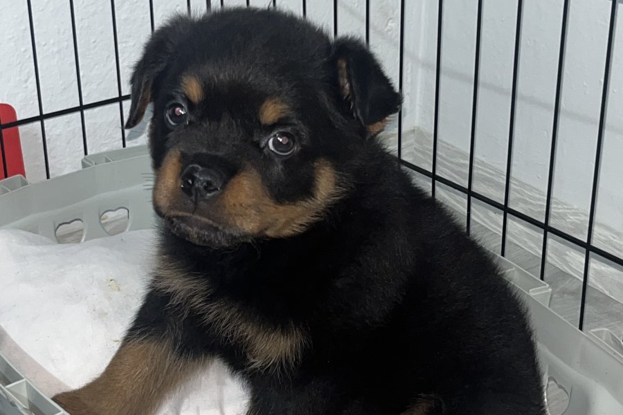 Sevimli Rottweiler Yavrumuz Yeni Yuvasını Arıyor! 1