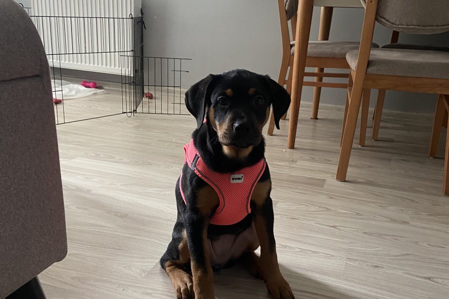 4aylık dişi rot aşıları ful çipli 1