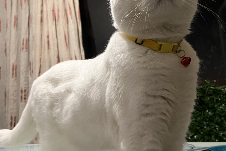 Sahiplendirme British Van melezi kedi 1