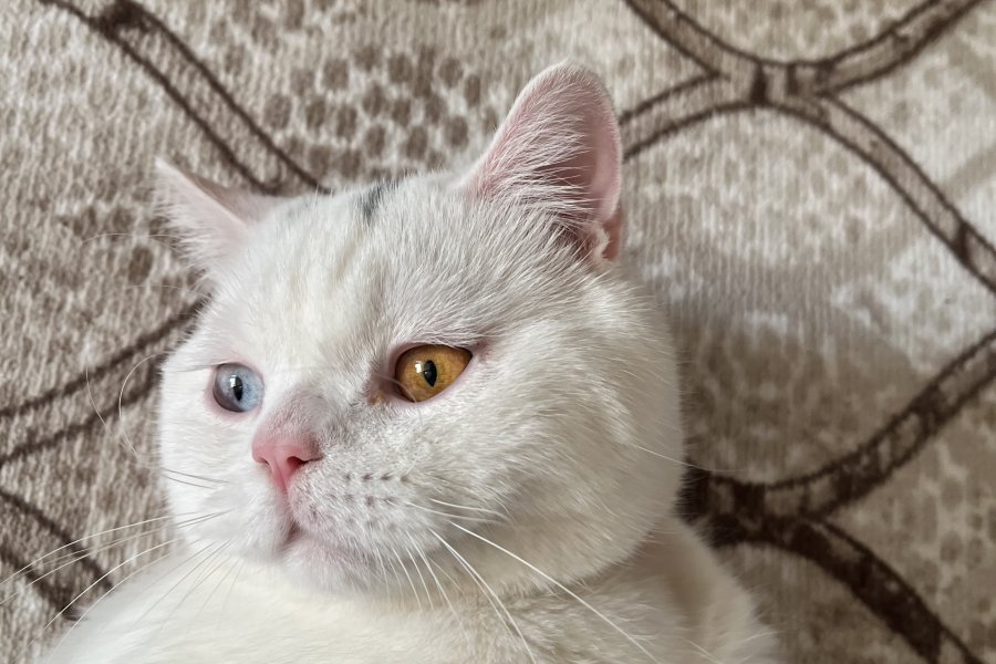 Sahiplendirme British Van melezi kedi 2