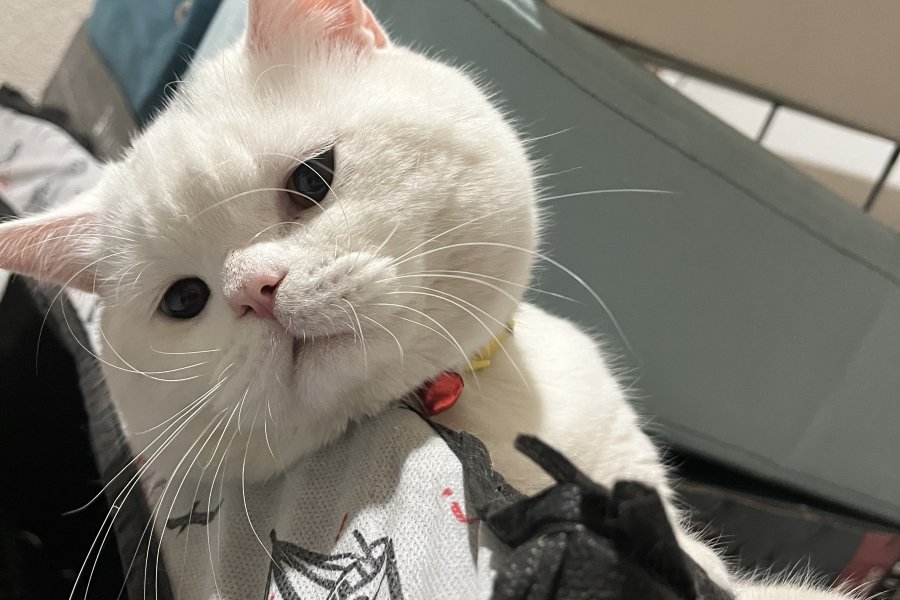 Sahiplendirme British Van melezi kedi 3