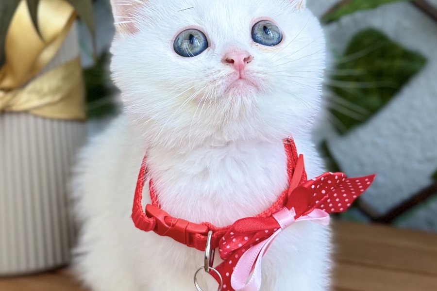DİKKAT AŞIK OLURSUNUZ DİŞİ ERKEK BEBELER 2