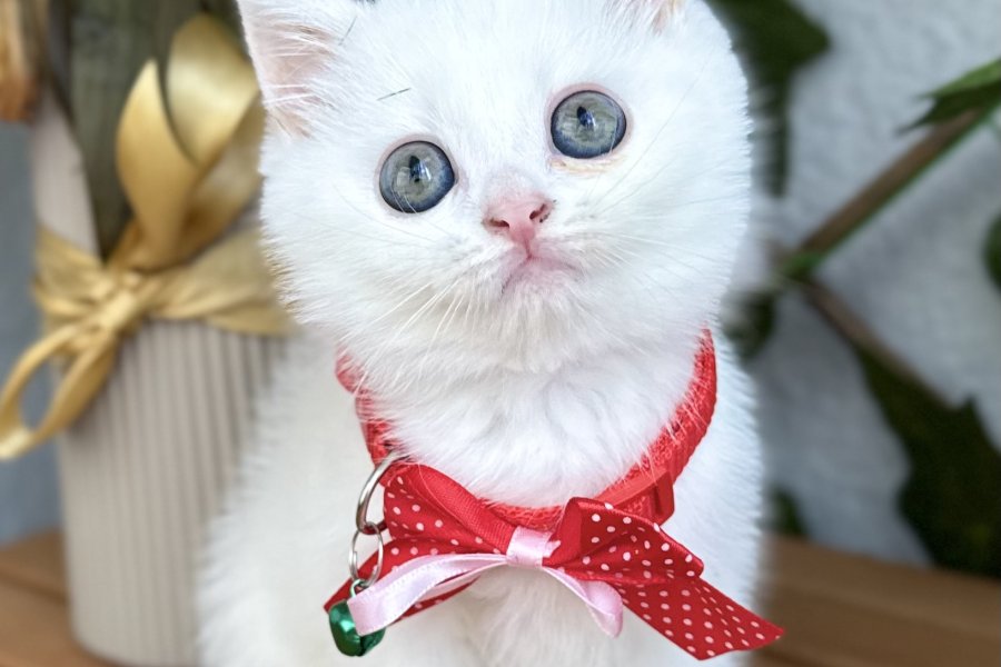 DİKKAT AŞIK OLURSUNUZ DİŞİ ERKEK BEBELER 1
