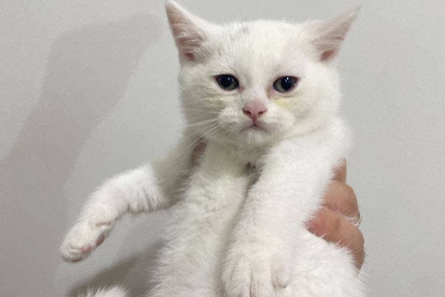 British shorthair kar beyaz kuzu 2