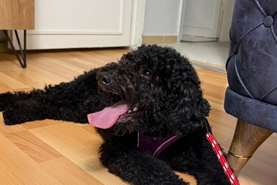 TOY POODLE 1 yasinda ucretsiz sahiplendirme 1