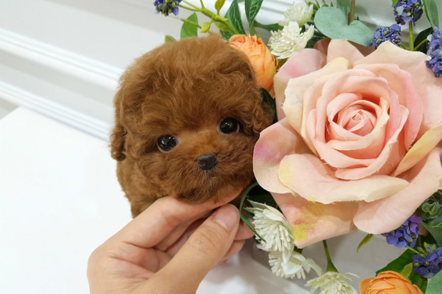 İSTANBUL KAPIDA ÖDEMELİ TOY POODLE BEBEKLERİM 1