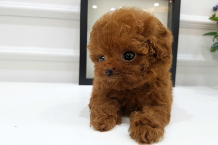 İSTANBUL KAPIDA ÖDEMELİ TOY POODLE BEBEKLERİM 2