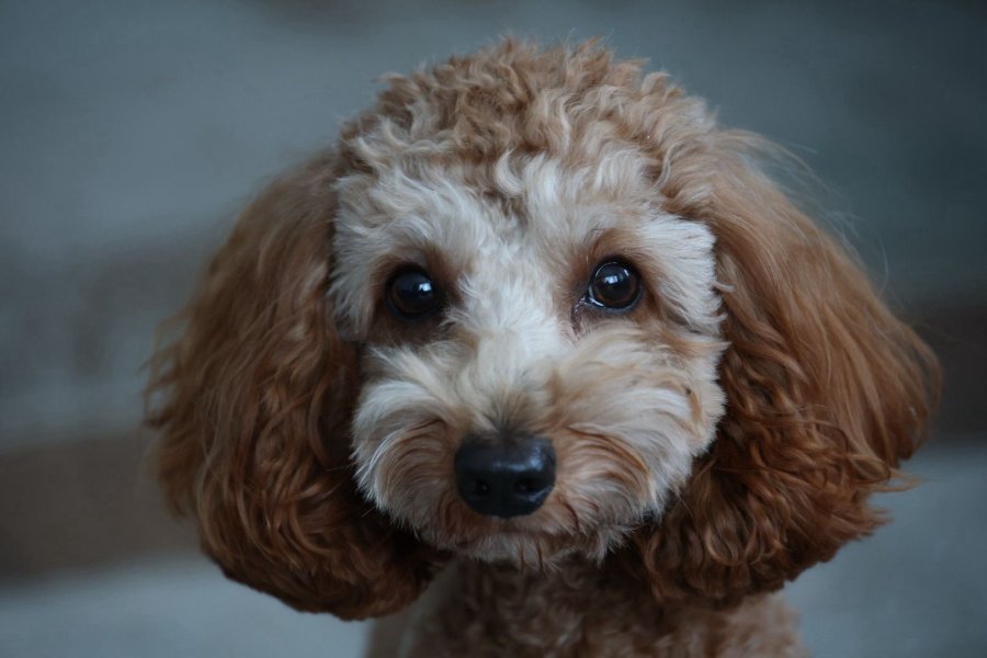 Oyuncu ve Sakin: Safkan Toy Poodle Yavrumuz 1