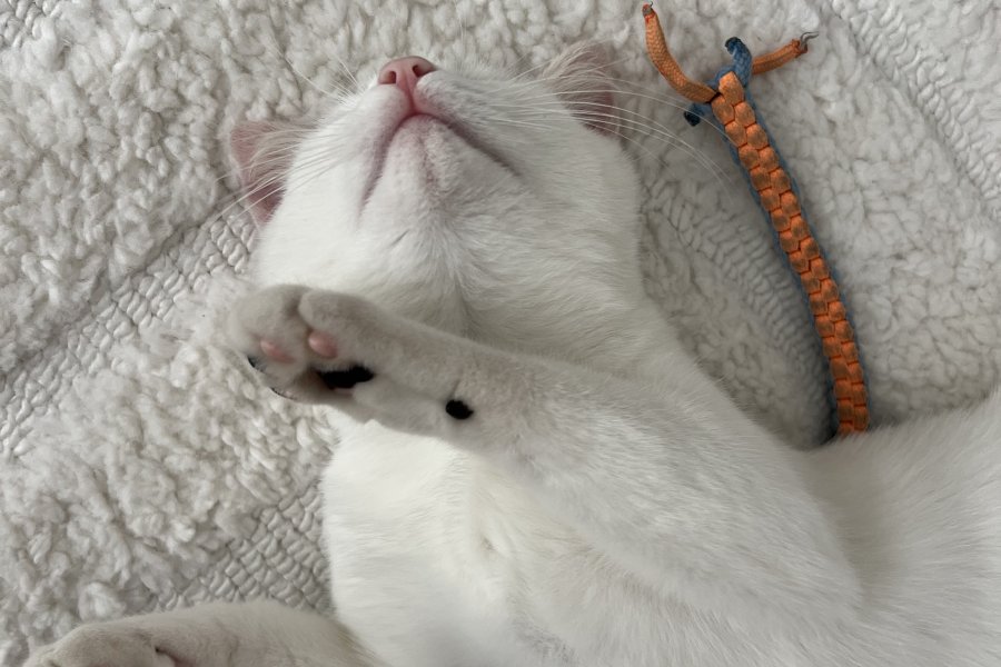 Casper 2