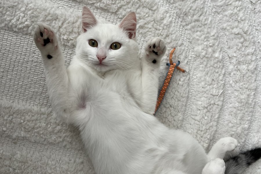 Casper 1