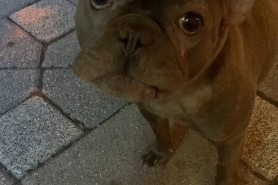 French Buldog Erkek 1 Yaşında 1