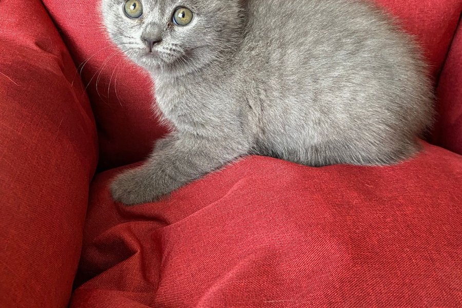 Scottish Fold Yavrumuz: Sakin ve Oyuncu Dost 1