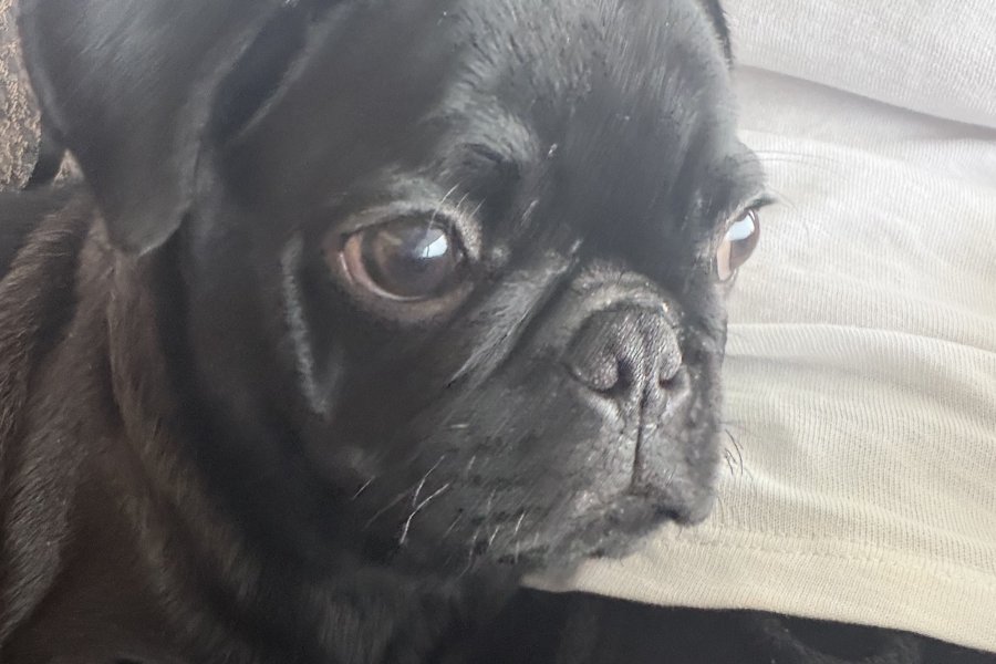 Sevimli Safkan Pug Yavrumuz Yeni Yuvasını Arıyor 1