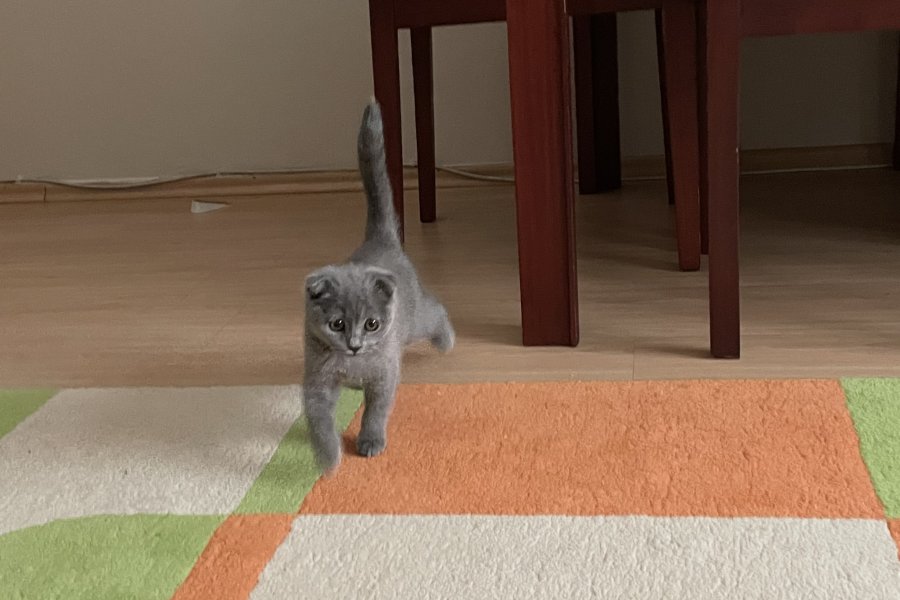 Scottish Fold Yavrumuz: Sakin ve Oyuncu Dost 2