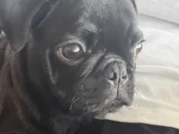 Sevimli Safkan Pug Yavrumuz Yeni Yuvasını Arıyor