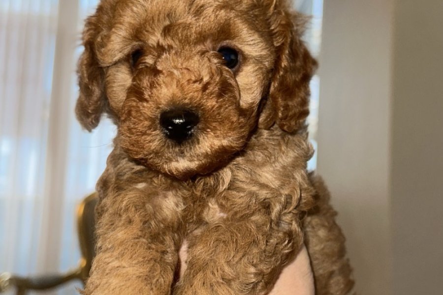 Toy poodle 1