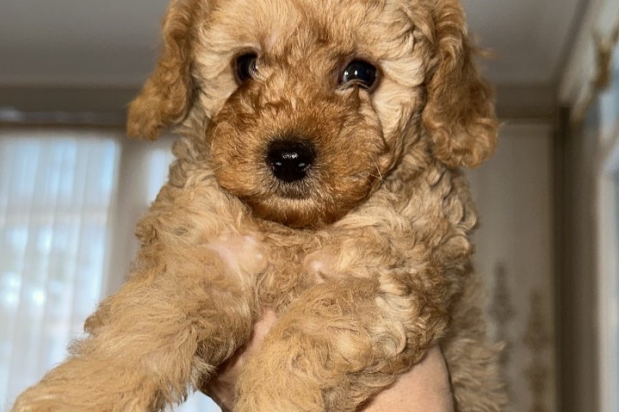 Toy poodle 2
