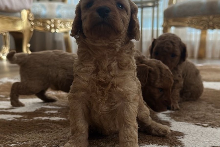 Toy poodle 3