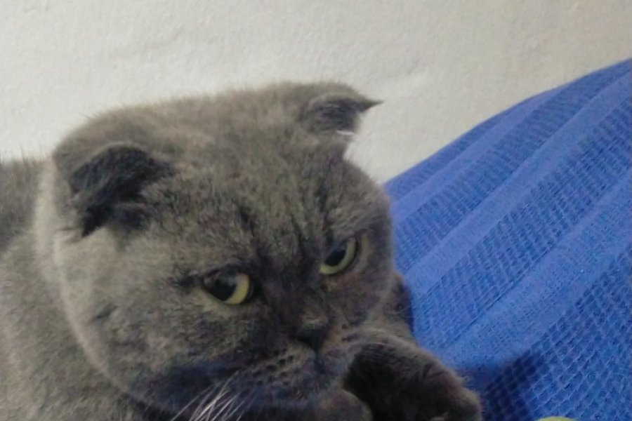 Scottish Fold Kedi 1