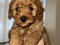 Toy poodle