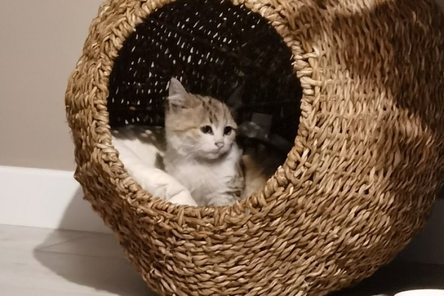 Akilli cocuk dostu oyuncu tekir 2