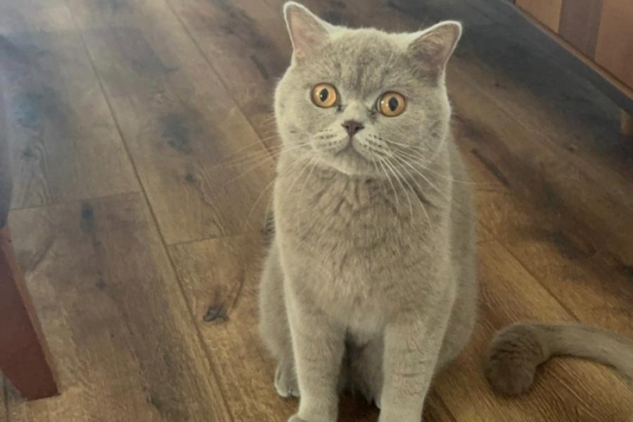 British Shorthair Ücretsiz sahiplendirme 2
