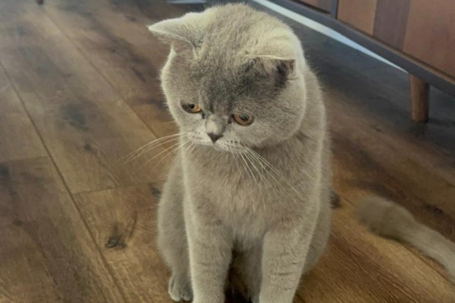 British Shorthair Ücretsiz sahiplendirme 1