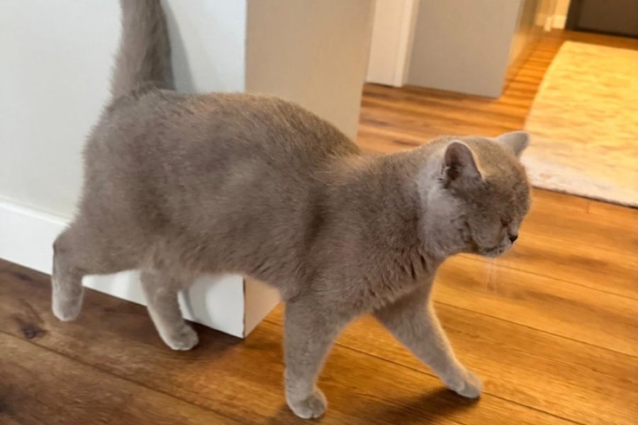 British Shorthair Ücretsiz sahiplendirme 3