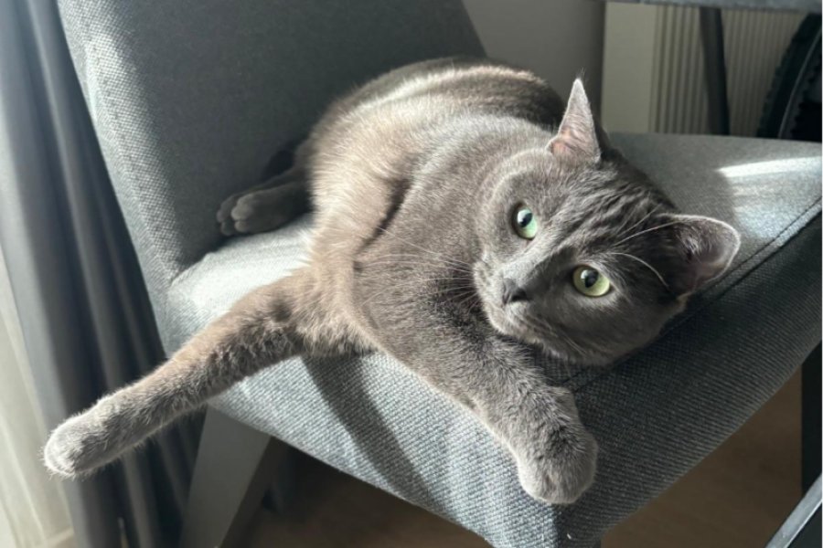 Acil Mavi rus kedi yeni ailesini arıyor. 2