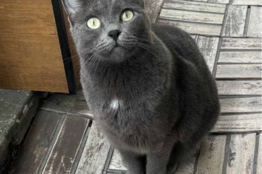 Acil Mavi rus kedi yeni ailesini arıyor. 1