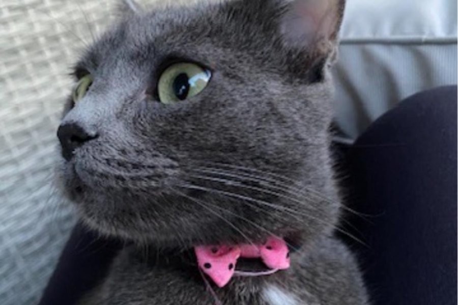 Acil Mavi rus kedi yeni ailesini arıyor. 3