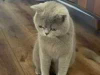 British Shorthair Ücretsiz sahiplendirme