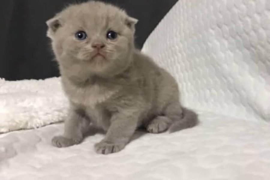 Scottish fold cinsi yavru kedi satıyorum 7000-10000tl 3