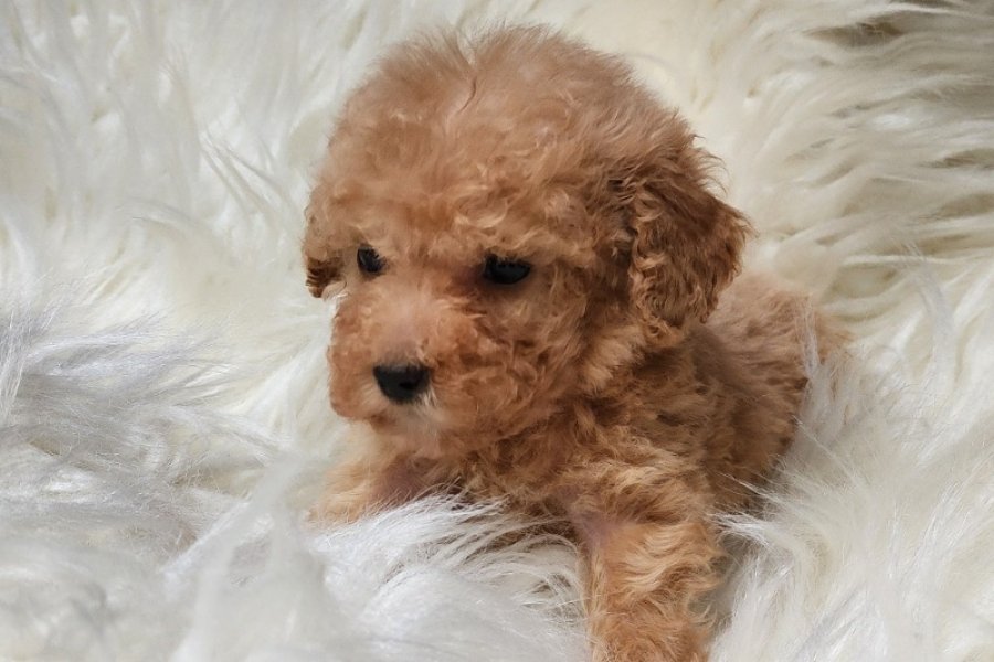 Teacup apricot poodle yavru 1