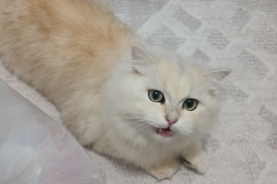 Sevimli Scottish Fold Yavrumuza Yuva Arıyoruz 1