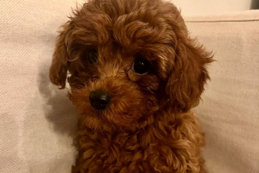 Toy poodle 2